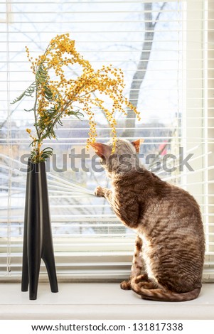 Cat looking outside through venetian window blinds