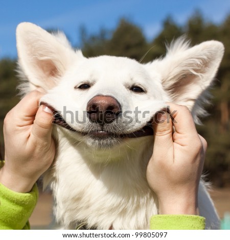 Swiss Shepherd dog smiles with man`s help