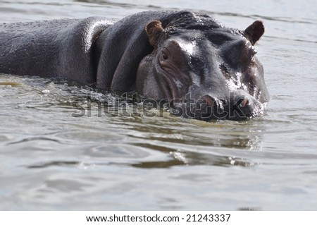 female hippo watching out for danger to her young one