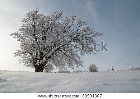 single tree on a sunny winter day