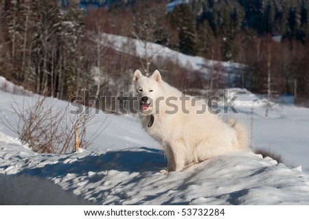 Samoyed Dog in winter. snow and cold - the perfect weather for him!