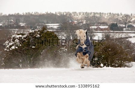 Gelding charging across the snow covered field