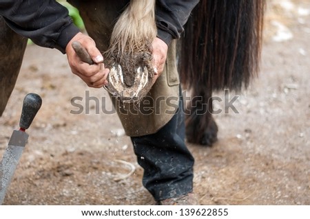 Close up of a hoof being trimmed by the farrier