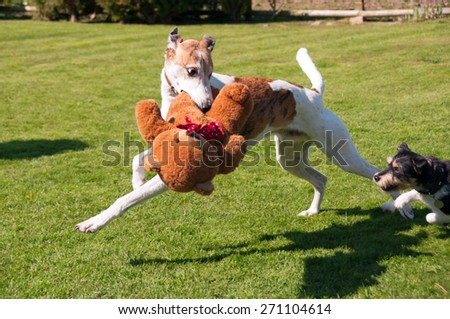Two dogs playing chase over a teddy bear.
