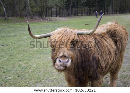 Scottish Highlander in dutch nature reserve