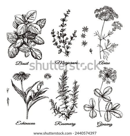 Medical herbs. Set of graphic images. Illustration for greeting cards, invitations, and other printing projects.