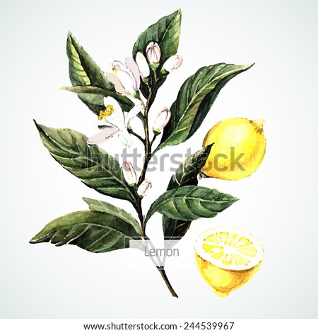 Vector watecolor Lemon. Botanical Illustration. Watercolor.  Vector illustration. Illustration for greeting cards, invitations, and other printing projects.
