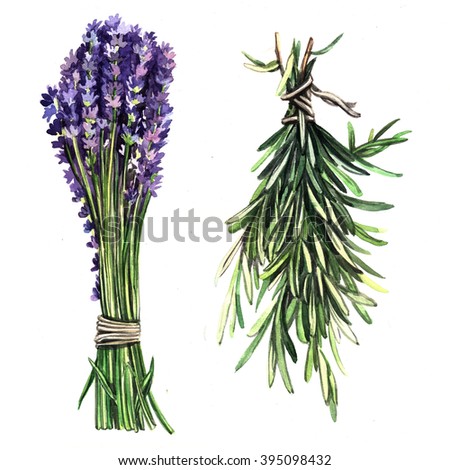 Watercolor herbs Lavender and rosemary. Floral watercolor illustration. Illustration for greeting cards, invitations, and other printing projects.