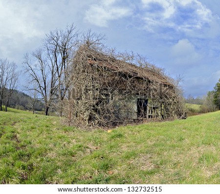 A old house covered with vines in a spring pasture.