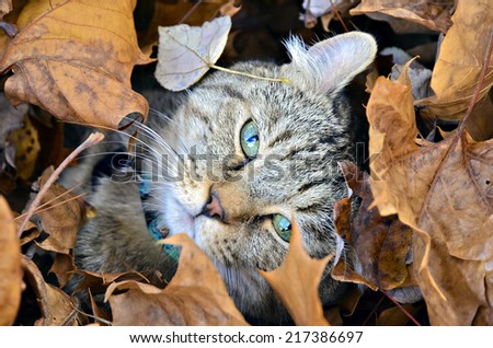 Cute Highland Lynx cat hiding in the autumn leaves.