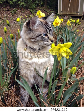 A cute Siamese, Balinese mixed breed cat sitting in a flower garden.