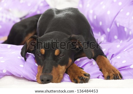 Dog lying in bed