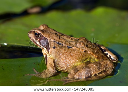 Frog sitting on leaf in a pond