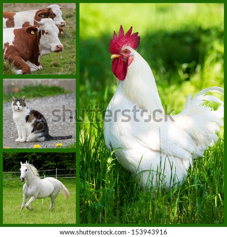 Farm animals collage