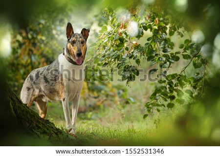 Shutterstock Puzzlepix