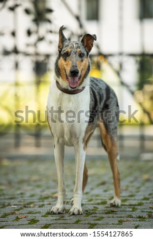 Shutterstock Puzzlepix