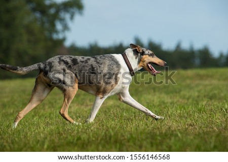 Shutterstock Puzzlepix