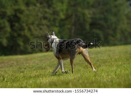 Shutterstock Puzzlepix