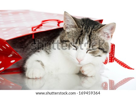 Young cat in a paper bag