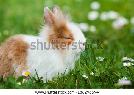 Dwarf rabbit in a spring meadow
