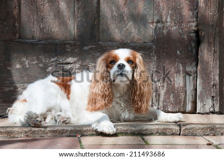 Dog lying in front of an old wooden door