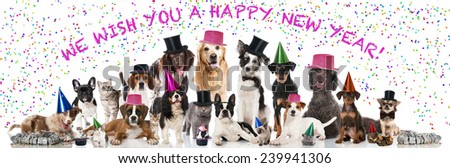 Happy new year pets