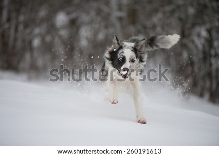 Dog on a gloomy winter day