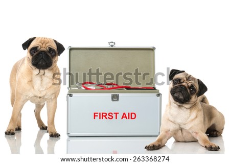 Dogs first aid