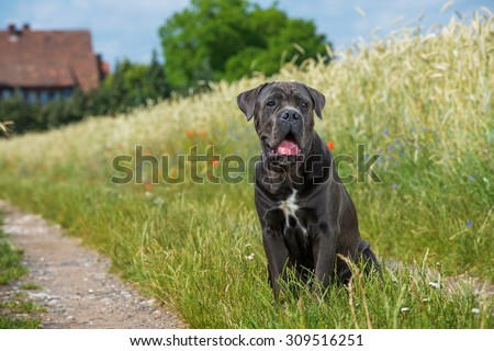Big dog in a meadow