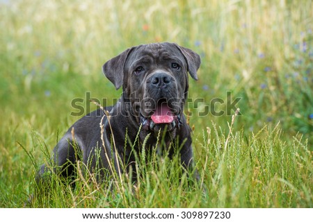Big dog in a meadow