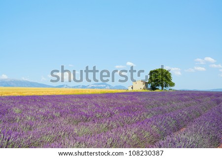 Lavender flowers blooming field, wheat, a house and a lonely tree. Plateau de Valensole, Provence, France, Europe.