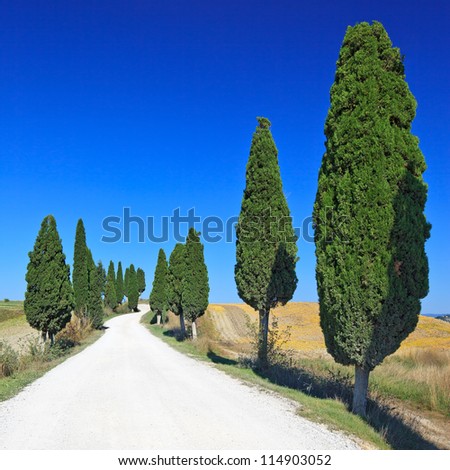 Cypress Trees rows and a white road rural landscape in Crete Senesi land near Siena, Tuscany, Italy, Europe.