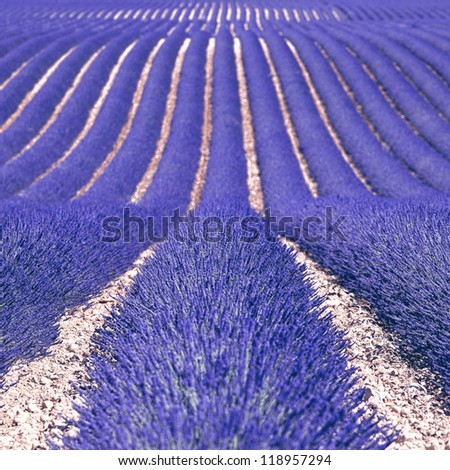 Lavender flower blooming fields in endless rows as a pattern or texture. Landscape in Valensole plateau, Provence, France, Europe.