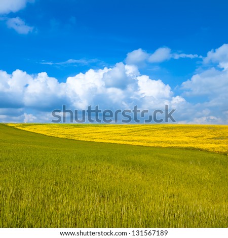 Rural landscape. Yellow and green wheat field with cloudy blue sky. Spring season in tuscany, classic italian landscape.