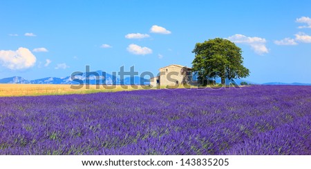 Lavender flowers blooming field, wheat, house and lonely tree. Panoramic view. Plateau de Valensole, Provence, France, Europe.