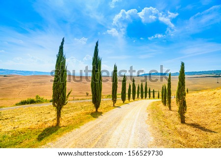 Cypress Trees rows and a white road rural landscape in val d Orcia land near Siena, Tuscany, Italy, Europe.
