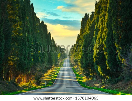 Bolgheri famous cypresses trees straight boulevard landscape. Maremma landmark, Tuscany, Italy, Europe. Сток-фото © 
