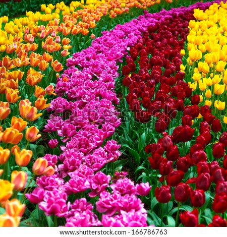 Tulip colorful flowers garden in spring background, pattern or texture