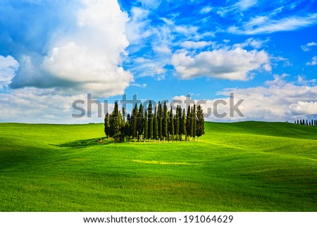 Cypress group and rolling field rural landscape in Orcia valley, San Quirico, Siena, Tuscany. Italy