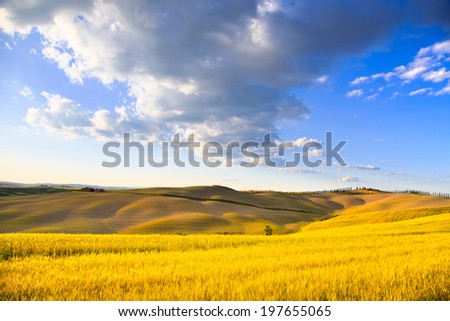 Tuscany, farmland, wheat and cypress trees country landscape, green fields. Pienza, Italy, Europe.