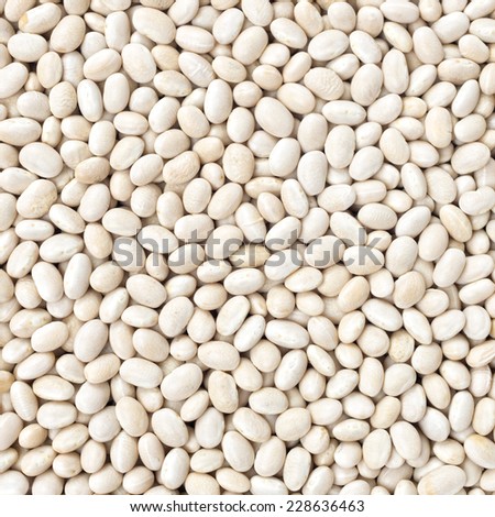 Small Navy, haricot, white pea, white kidney or Cannellini Purgatorio beans texture background or pattern. Raw legume food.