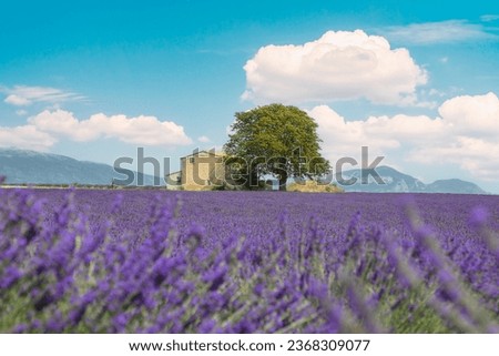 Similar – Foto Bild Lavendel Feld Umwelt Natur