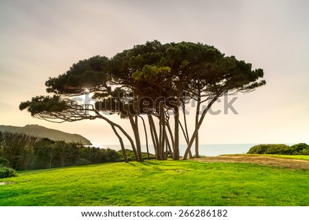 Maritime Pine tree group near sea and beach on sunset. Baratti, Maremma, Piombino, Tuscany, Italy. Long Exposure