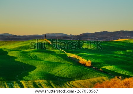 Tuscany country rolling hills landscape, hilltop cypress tree and green fields on sunset. Siena, Crete Senesi. Italy, Europe.