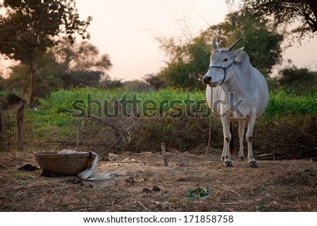 Indian cow in farm land in a village