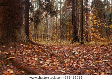 Autumn scene in the forest. Gold autumn