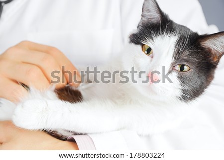 Unrecognizable male veterinarian listens a sick black-white cat