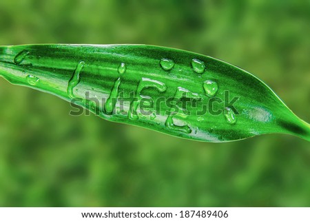 Word life is written on green leaf by water drops on a green background