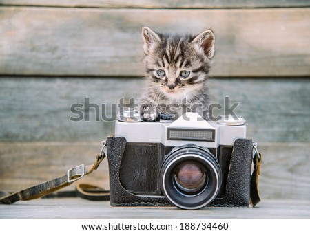 Little cute kitten with vintage photo camera on a wooden table