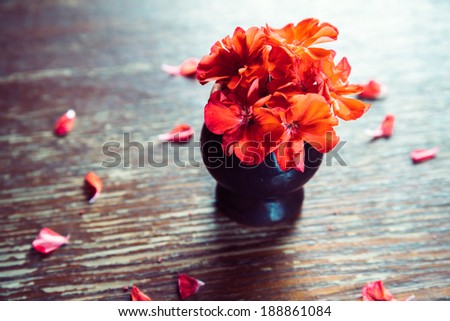 Red flowers geraniums in a vase and red petals on a wooden background
